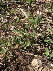 Trifolium productum