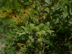 Tournefortia sibirica
