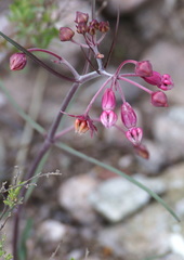 Asclepias schaffneri
