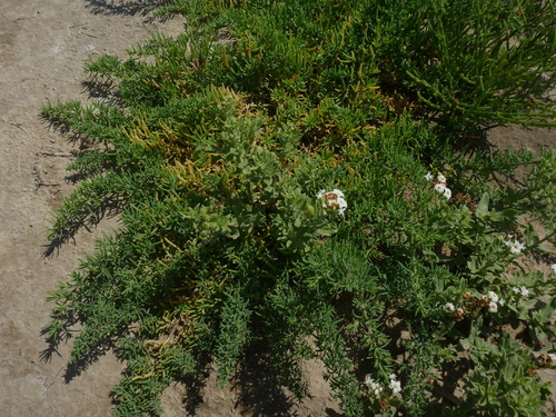 Siberian Sea-rosemary