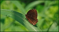 Elymnias hypermnestra