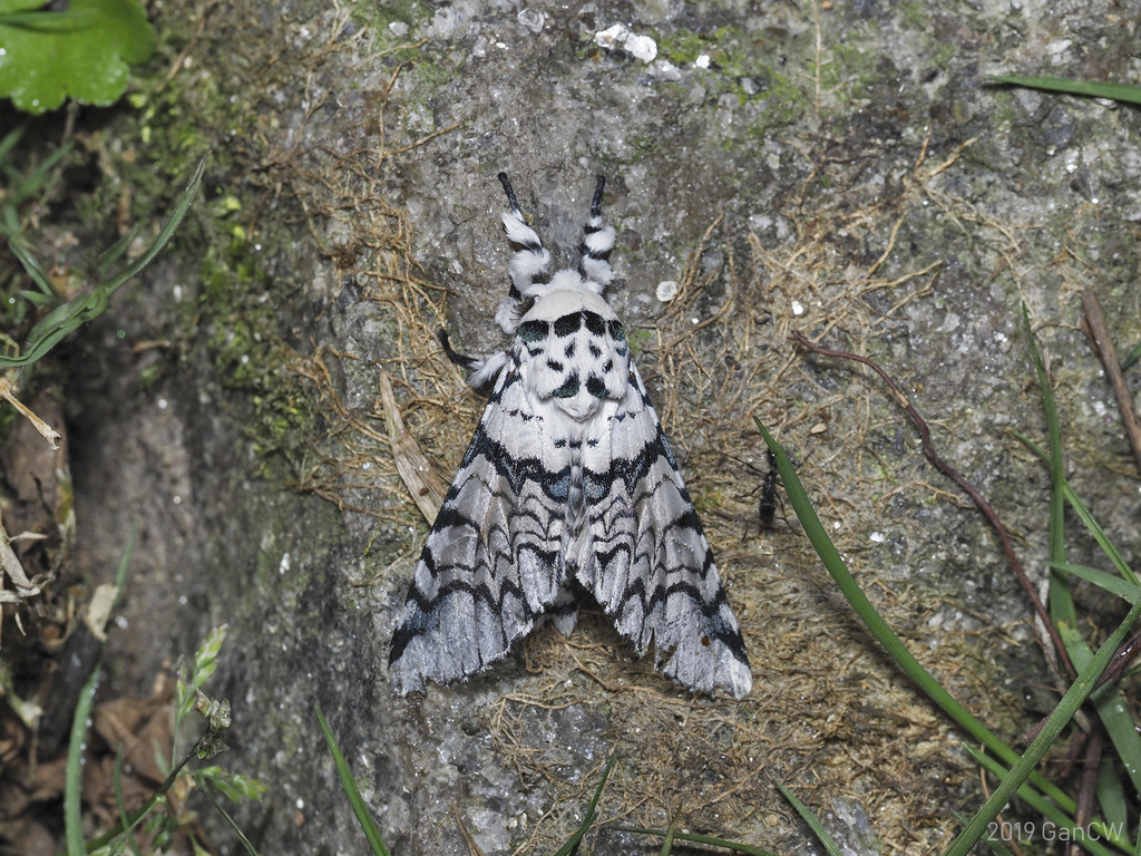 Neocerura thomasi