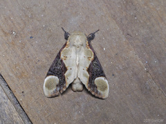 Formofentonia orbifer