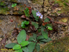 Staurogyne concinnula