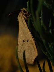 Bracharoa quadripunctata
