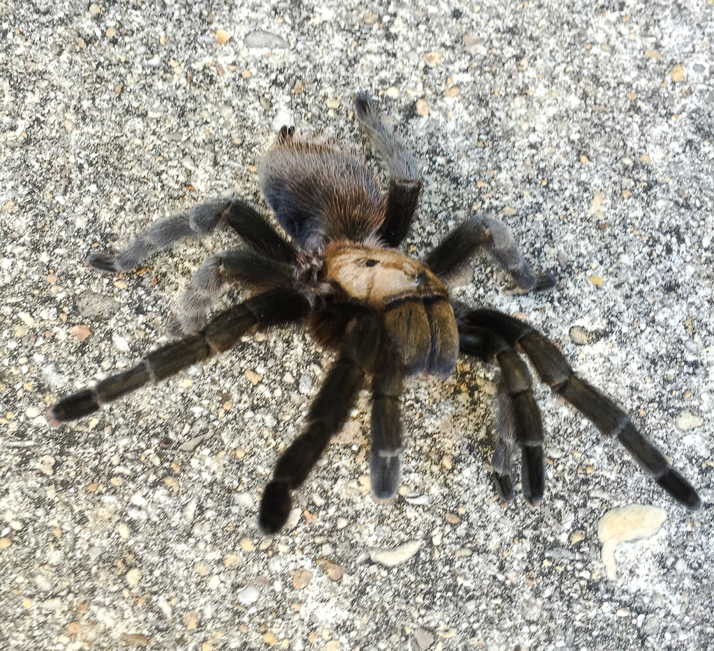Mygale brune du Texas (Aphonopelma hentzi)