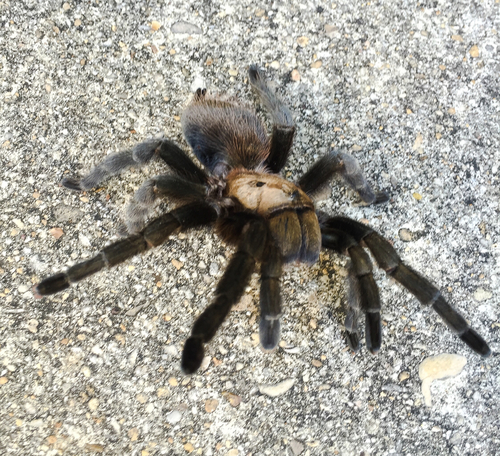 Texas Brown Tarantula