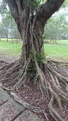 Ficus microcarpa microcarpa