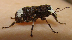 Eurymycter fasciatus