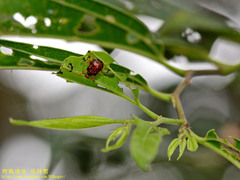 Agomadaranus pardaloides