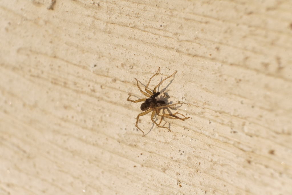 Pardosa pauxilla