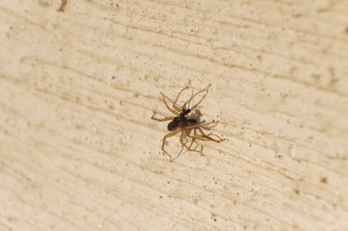Pardosa pauxilla