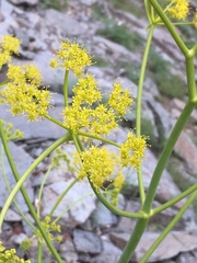 Ferula