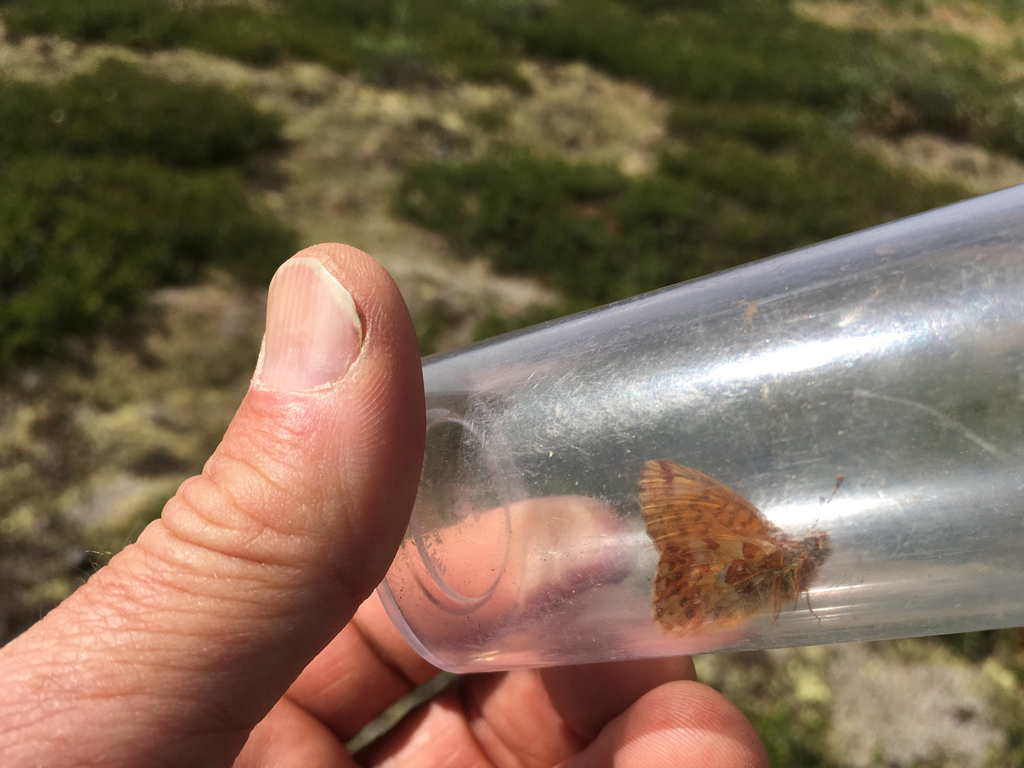 Mountain Fritillary