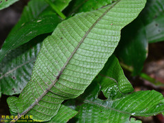 Grypothrix triphylla