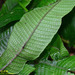 Pronephrium triphyllum - Photo (c) Kinmatsu Lin, algunos derechos reservados (CC BY-NC), subido por Kinmatsu Lin