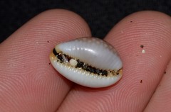 Staphylaea staphylaea