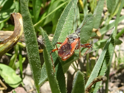 iNaturalist observation photo of Rhynocoris ventralis