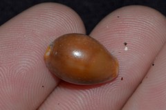 Staphylaea staphylaea