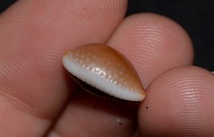 Staphylaea staphylaea