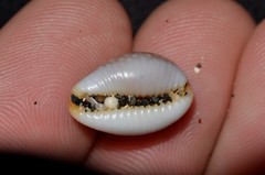 Staphylaea staphylaea