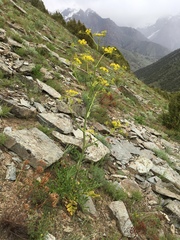 Ferula
