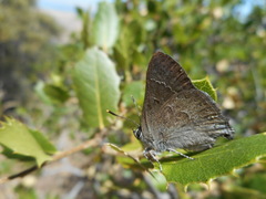 Satyrium tetra
