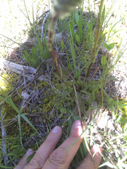 Pedicularis attollens