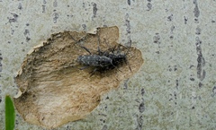Xylotrechus rusticus