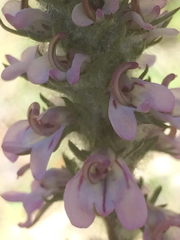 Pedicularis attollens