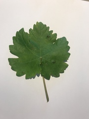 Vitis vinifera vinifera