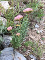 Pseudosedum