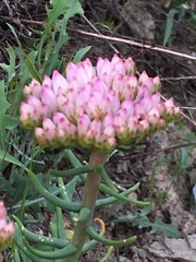 Pseudosedum