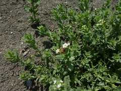 Tournefortia sibirica