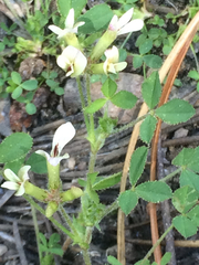 Trifolium monanthum