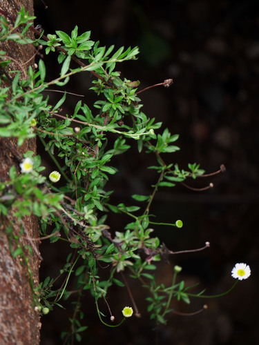 Erigeron karvinskianus