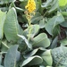 Ligularia macrophylla - Photo (c) dschigel, algunos derechos reservados (CC BY), subido por dschigel