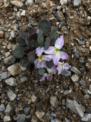 Leiospora subscapigera