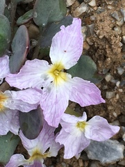 Leiospora subscapigera