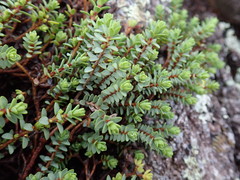 Pimelea carnosa