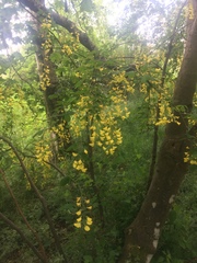Laburnum anagyroides