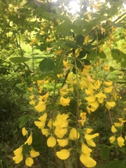 Laburnum anagyroides