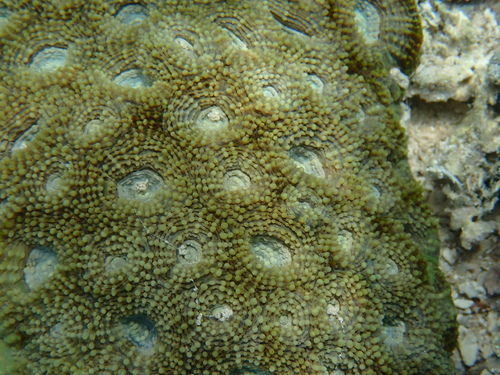 Acanthastrea echinata observed 2024-07-02