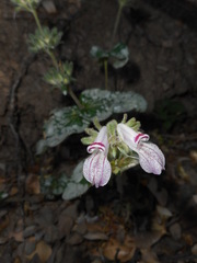 Collinsia tinctoria