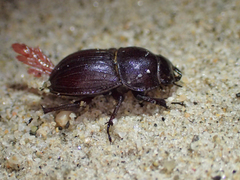 Geodorcus