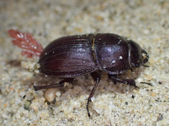 Geodorcus