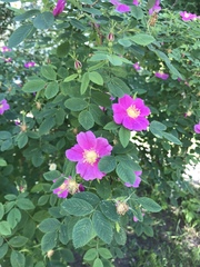 Rosa