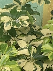 Heptapleurum arboricola