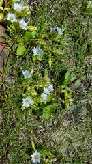 Gentiana squarrosa
