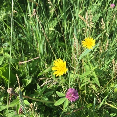 Pilosella piloselloides